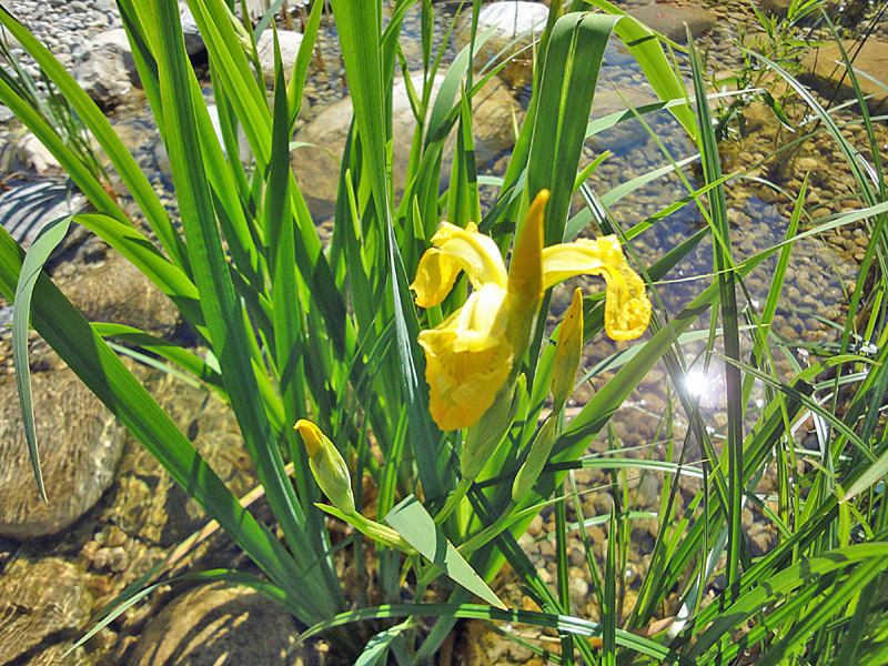 Iris pseudoacorus variegata - gelbe Schwertlilie